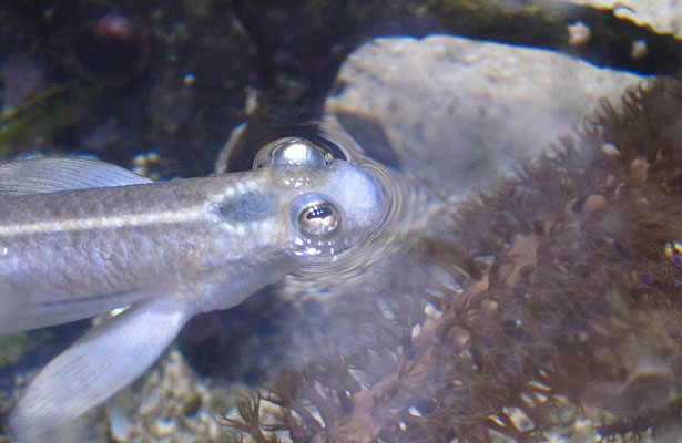 Four-Eyed Fish